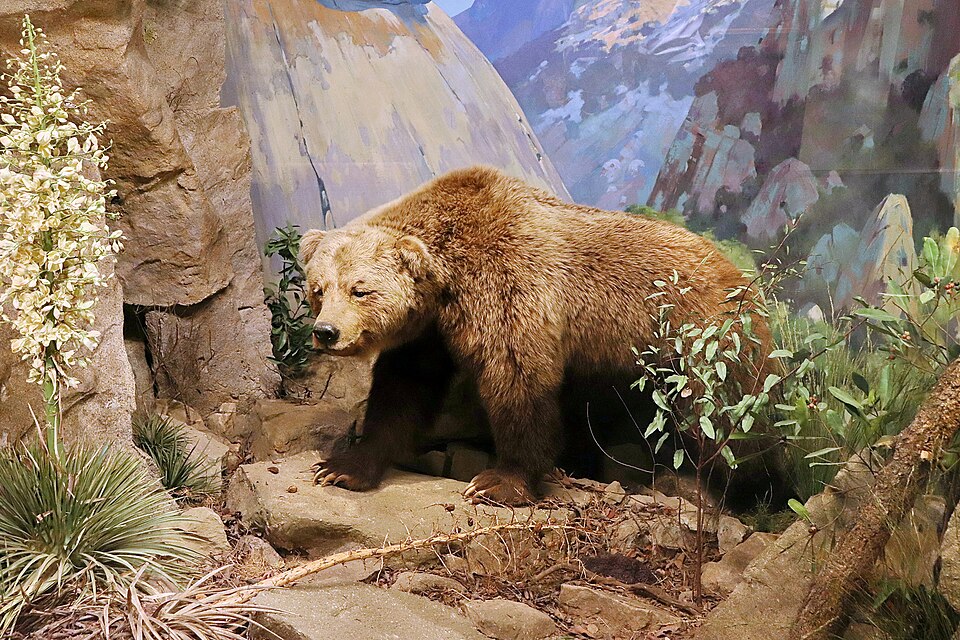 California grizzly bear specimen, the California state animal
