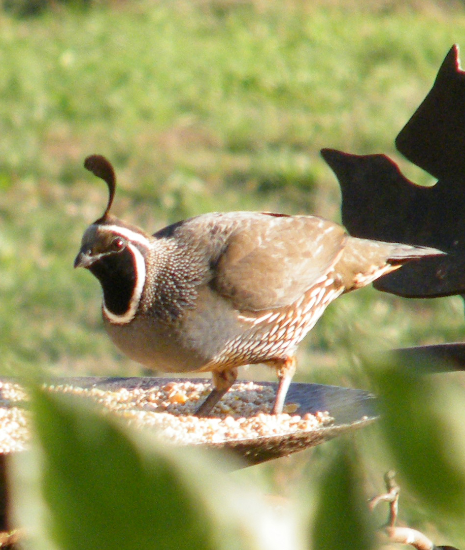 California quail, the California state bird