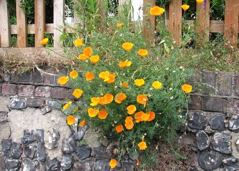Golden poppies, the California state flower