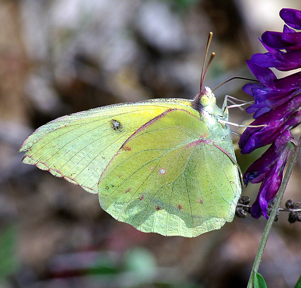 California dogface butterfly, the California state insect