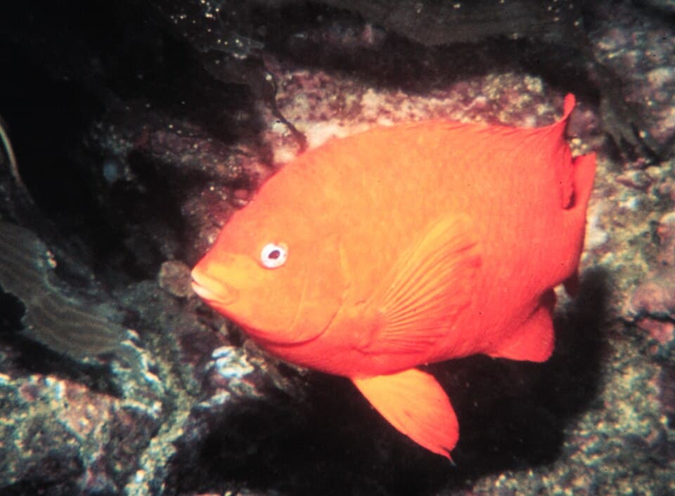 Garibaldi fish, the California state marine fish