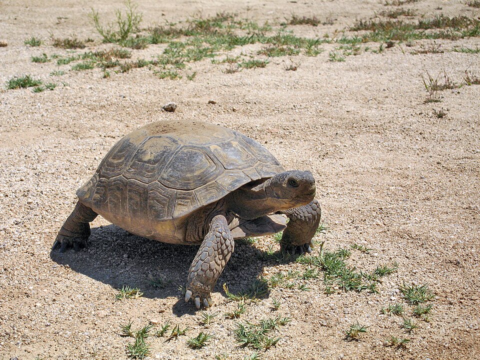 Desert tortoise, the California state reptile