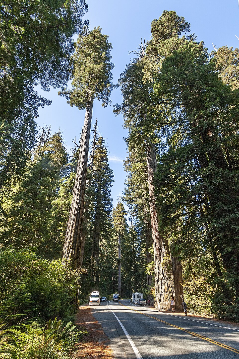 California redwoods, the California state tree