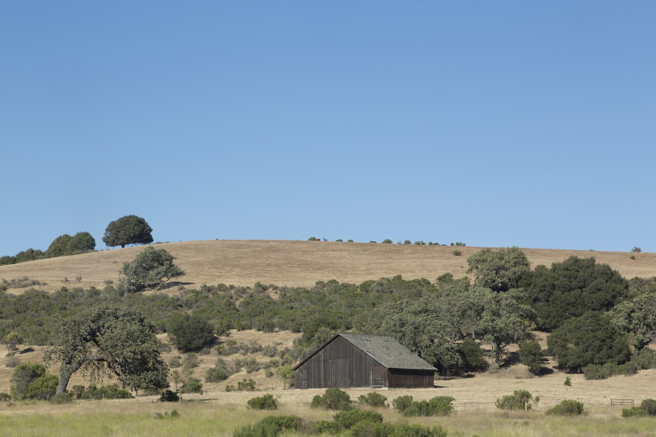 Grassy hillside with oak trees and a barn near Buellton, California