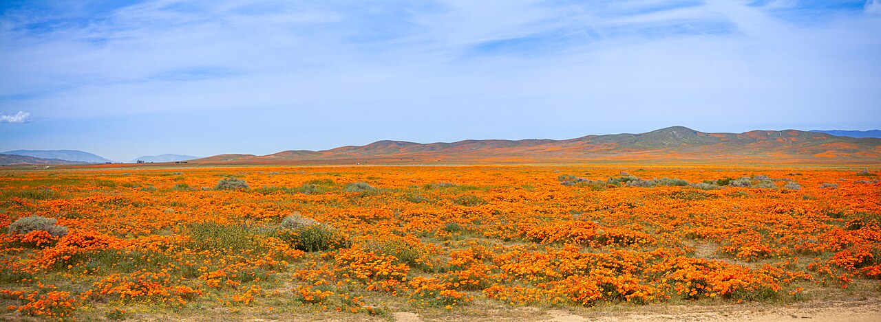 Fields of orange California poppies in the Antelope Valley near Lancaster, California